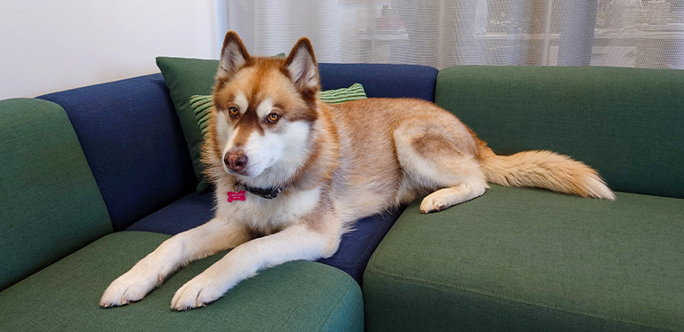 Bear the Husky on sixteen3's dog friendly office Sedir sofa