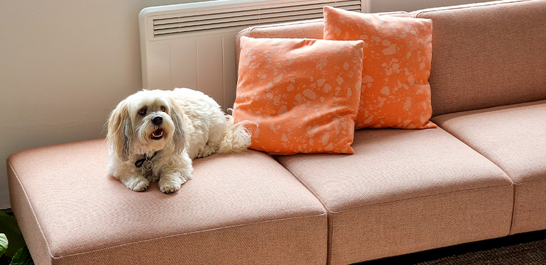Dexter the Havanese lying in the sunshine on the Otto sofa at sixteen3