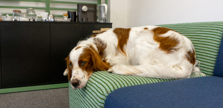 Fletcher the red and white irish setter lying on the sixteen3 dog friendly office sedir sofa